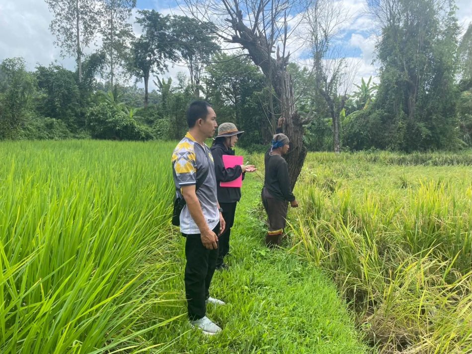 สำรวจความเสียหายของแปลงข้าวของเกษตรกรในพื้นที่ หมู่ที่ 10 บ้านหนองผำ